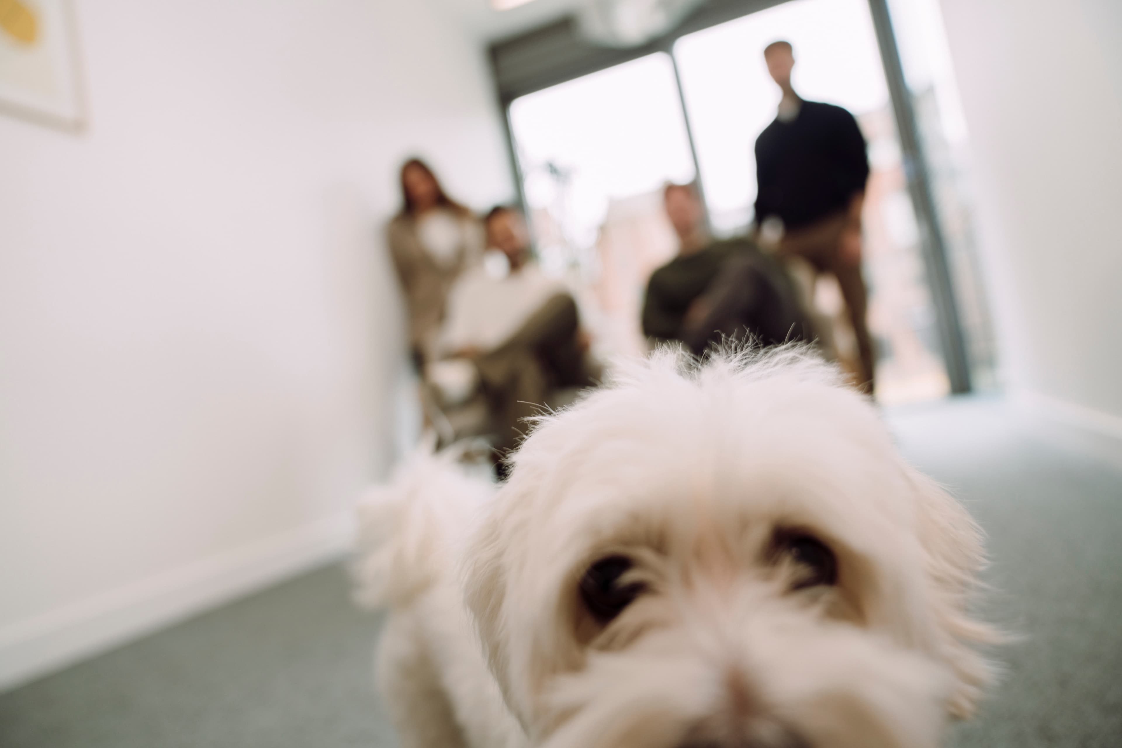 The Karavel team in the Putney office
